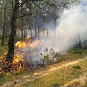 Trabajo de campo histórico del equipo técnico forestal