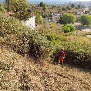 Eliminación de zarzales densos y altos para despejar un terreno