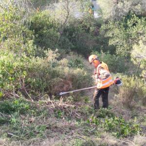 Limpieza del sotobosque para reducir el riesgo de propagación de incendios