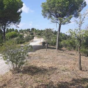 Pista forestal ensanchada con franjas de protección cortafuegos limpias