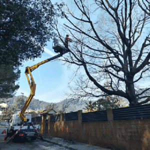 Camión grúa con cesta elevadora permitiendo la poda segura de ramas altas