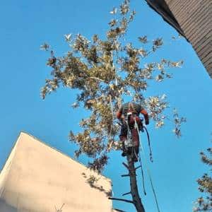 Operario especialista realizando poda en altura segura