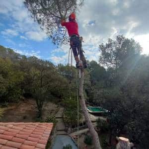 Desmontaje controlado por secciones de un pino inclinado sobre una vivienda