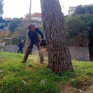 Caída controlada de un gran pino blanco hacia una zona despejada