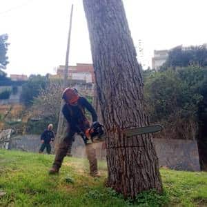 Motoserrista cualificado realizando el corte de apeo trasero en el árbol