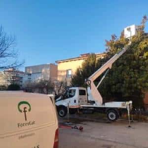 Saneamiento de la copa de un árbol urbano utilizando plataforma elevadora
