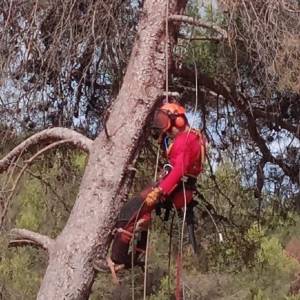 Desmontaje en altura de un pino blanco de gran envergadura