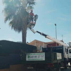 Camión con pluma elevadora en plena limpieza y poda de palmeras