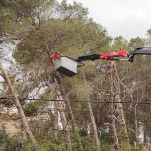 Mantenimiento del arbolado público urbano mediante camión cesta