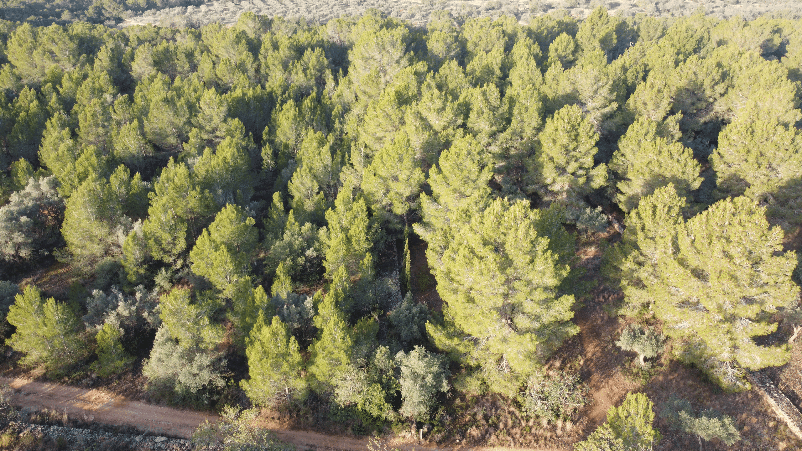 Catálogo de servicios forestales y medioambientales Forescat