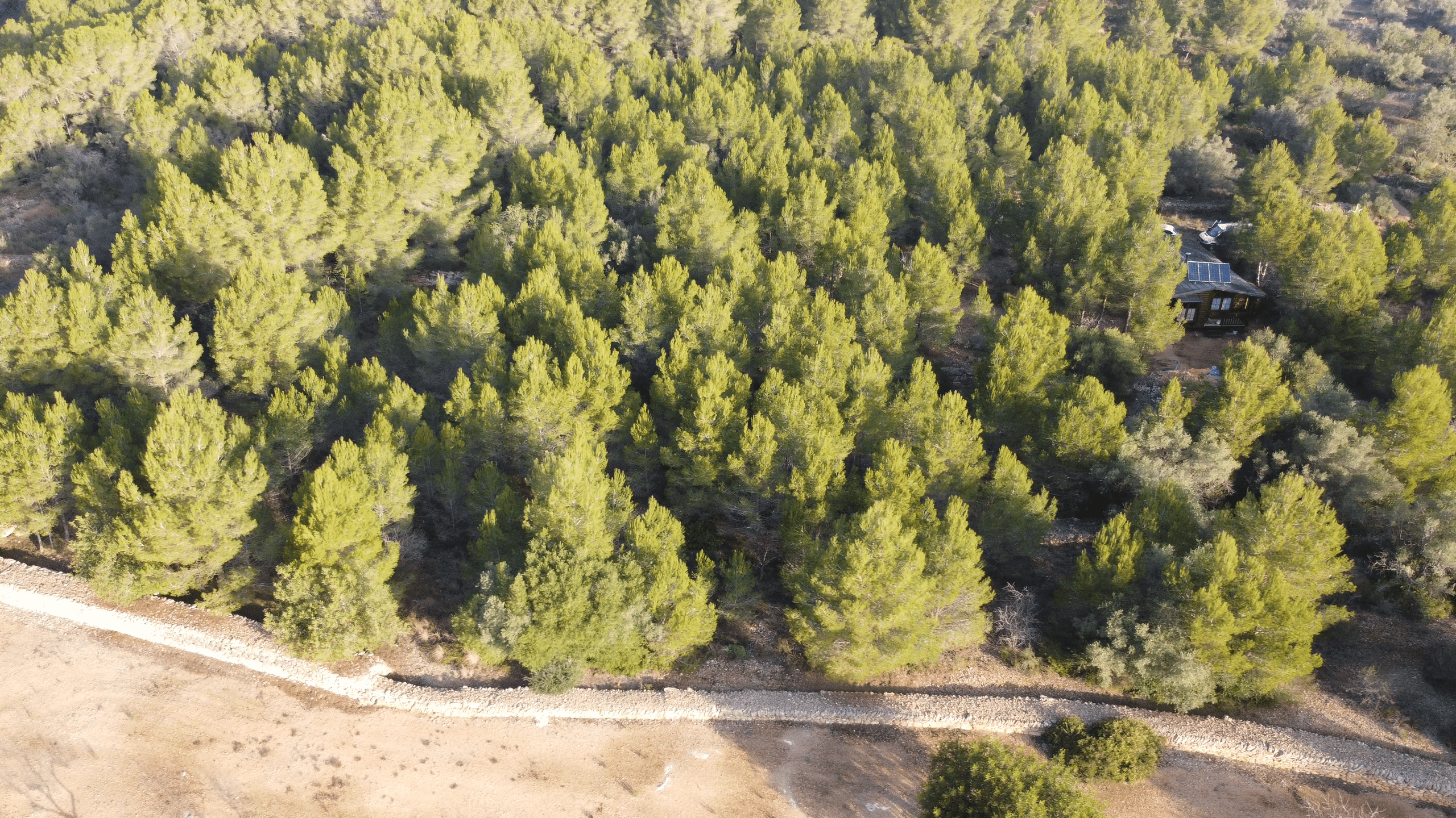 Trabajos de apertura de franjas perimetrales y limpieza de sotobosque
