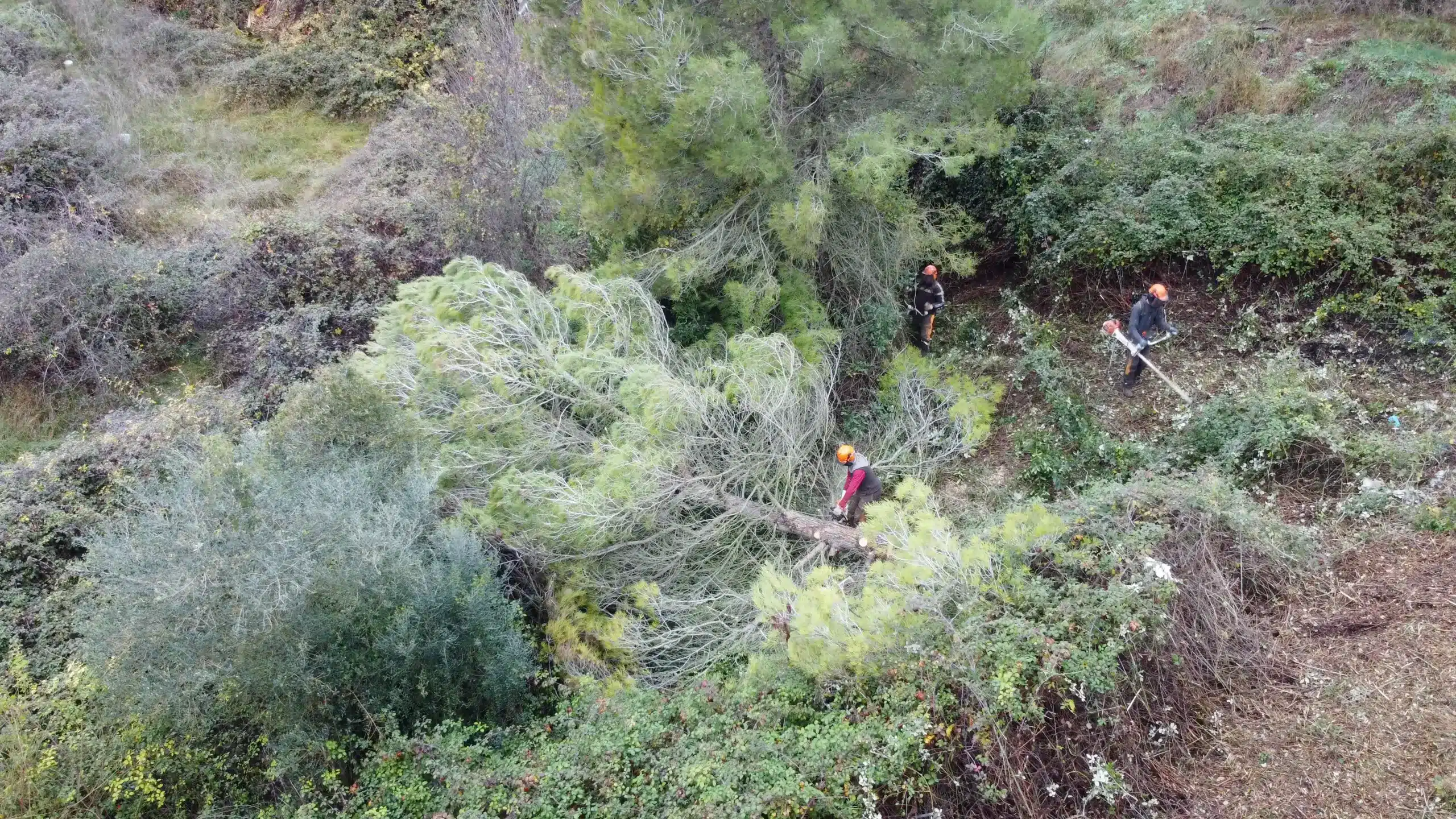 Operario cualificado de Forescat realizando trabajos de poda en altura con motosierra, casco y arnés de seguridad en la copa de un árbol.